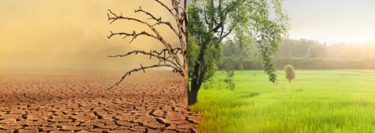 Split image of tree, dry and dead on the left, and green and thriving on the right